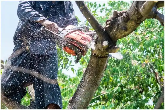 tree services Stanley